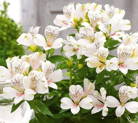 White Alstroemeria Flower Seeds for Planting – Heirloom Non-GMO High Germination Organic Garden Seeds