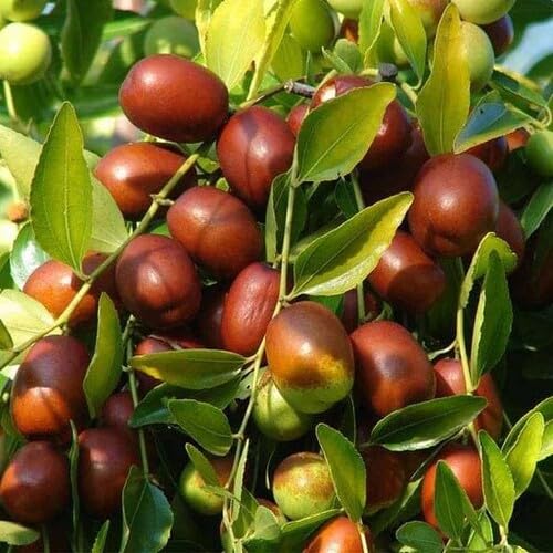 Red Ziziphus Fruit Seeds – High Germination Organic Jujube Seeds for Home Garden