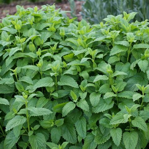 Lemon Mint Plant Seeds – Heirloom, Non-GMO, High Germination Organic Garden Seeds