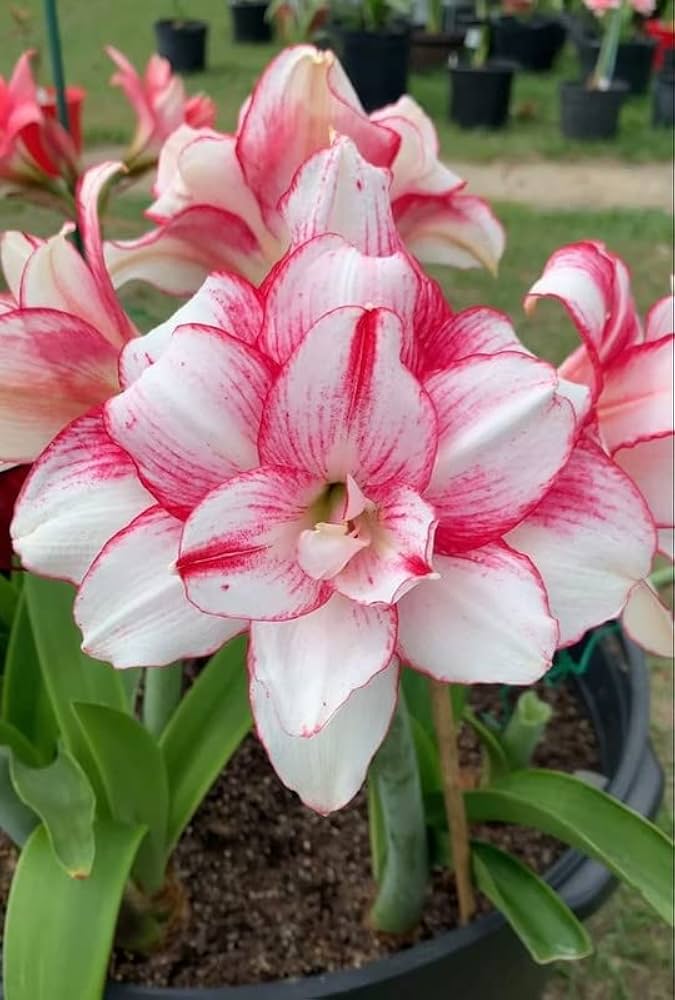 amaryllis bulb flower seeds