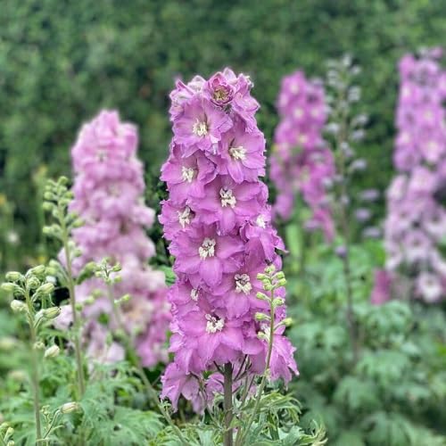 Delphinium Flower Seeds – Heirloom, Non-GMO, High Germination Organic Garden Seeds for Planting