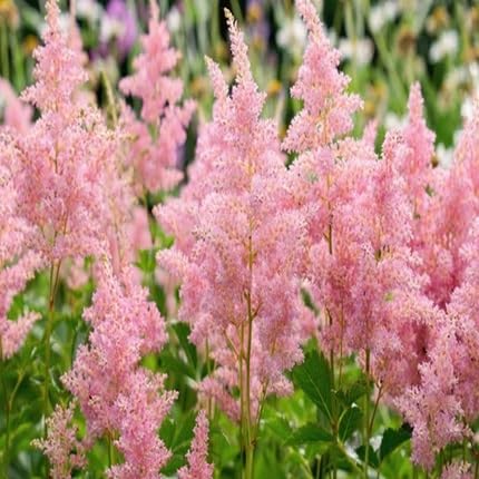 Pink Astilbe Flower Seeds – Heirloom, Non-GMO, High Germination Organic Garden Seeds for Planting