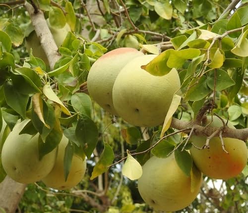 Aegle Marmelos Baelbaum Samen Erbstück gentechnikfrei hohe Keimfähigkeit Bio Garten Samen zum Pflanzen