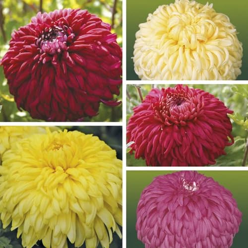 Mixed Chrysanthemum Flower Seeds – Heirloom, Non-GMO, High Germination Seeds