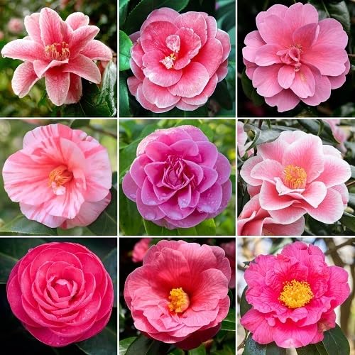 Camellia Flower Seeds Mixed – Heirloom, Non-GMO, High Germination, Organic Garden Seeds