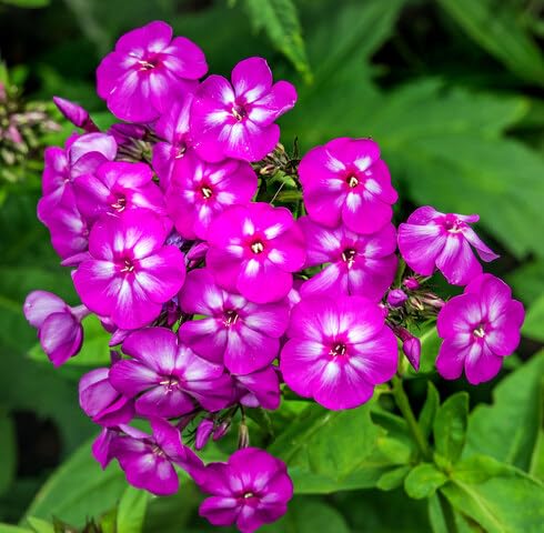 pink white flower seeds