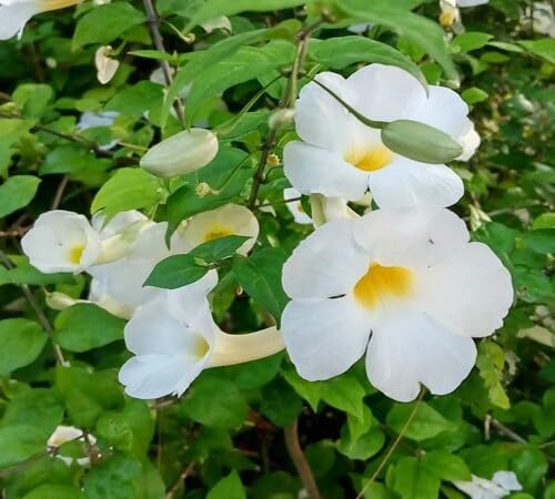Thunbergia Flower Seeds White Heirloom Non-GMO High Germination Organic Garden Seeds for Planting