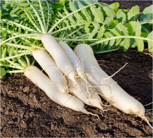 Radish Seeds – Heirloom, Non-GMO, High Germination Organic Garden Seeds Planting