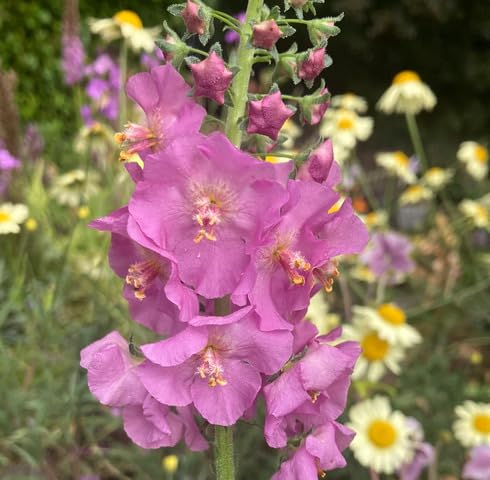 Semillas de Verbascum Rosa Rosetta para Plantar – Variedad Antigua, No OGM, Alta Germinación
