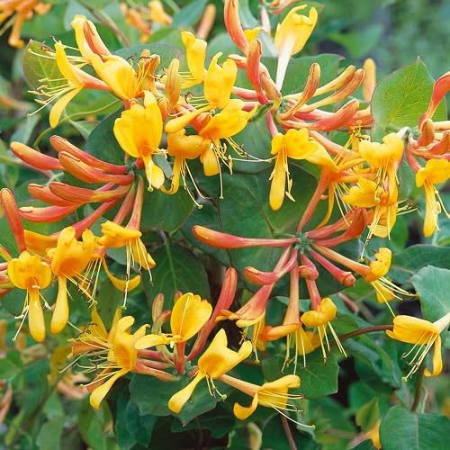 Yellow Lonicera Caprifolium Flower Seeds – Heirloom Non-GMO High Germination Organic Garden Seeds