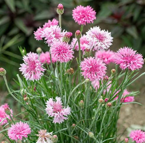 Rosa Kornblumen-Samen – Alte Sorte, gentechnikfrei, hohe Keimrate, Bio-Gartensamen zum Pflanzen
