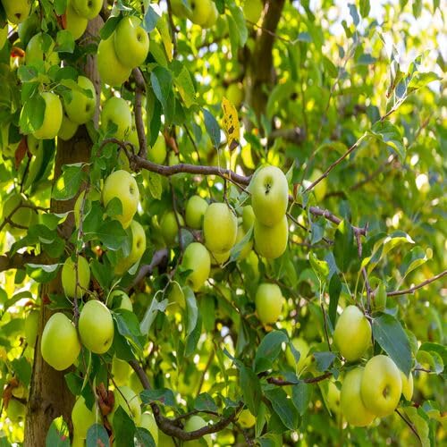 Green Apple Tree Seeds – Heirloom, Non-GMO, High Germination Organic Garden Seeds