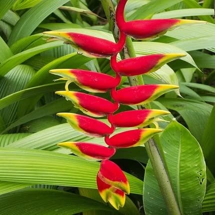 Semillas de flores de heliconia rojas y amarillas – Semillas reliquia no transgénicas de alta germinación