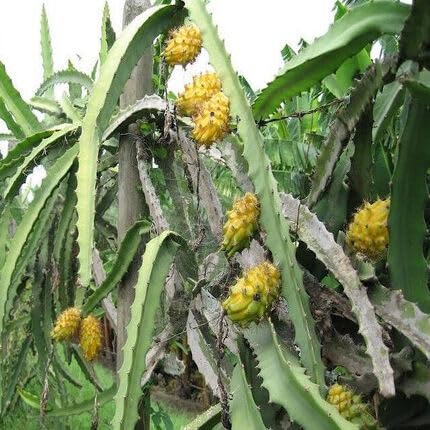 Yellow Pitaya Seeds – Heirloom, Non-GMO, High Germination Organic Garden Seeds