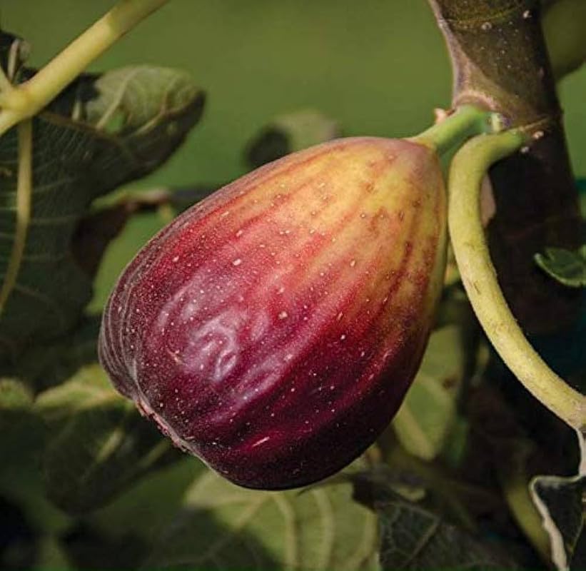 Rare Tropical herb seeds