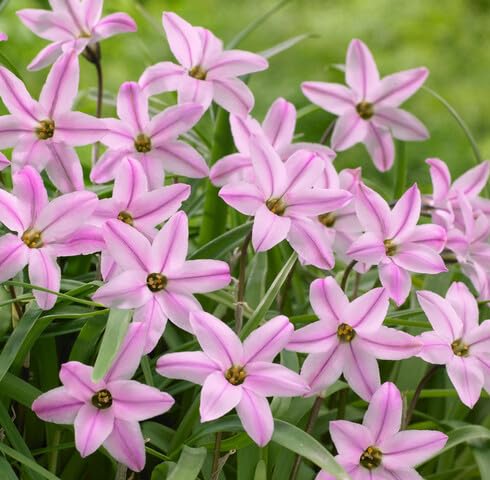 Semillas de Flor Ipheion Uniflorum Rosa – Herencia, No OGM, Semillas Orgánicas de Alta Germinación para Jardín