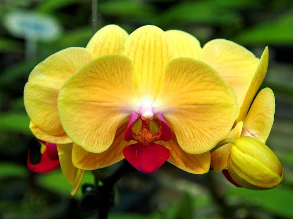 Yellow Blooming Orchid Flower Seeds – Heirloom, Non-GMO, High Germination Organic Garden Seeds for Planting