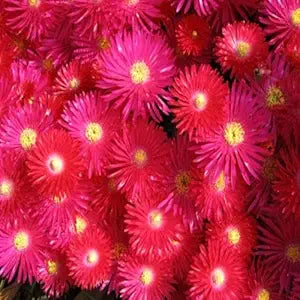 red bright flower seeds