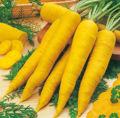 Yellow Carrot Seeds – Heirloom, Non-GMO, High Germination Organic Garden Seeds Planting
