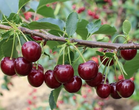Maroon Cherry Seeds – Heirloom, Non-GMO, High Germination Organic Garden Seeds