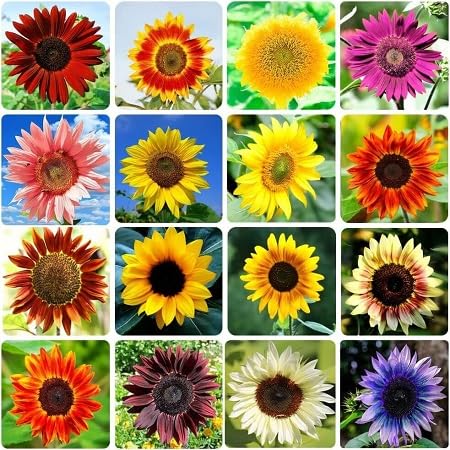 Sun Flower Seeds Mixed – Heirloom, Non-GMO, High Germination Organic Garden Seeds for Planting