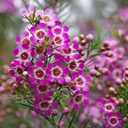 Pink Geraldton Wax Flower Seeds – Heirloom Non-GMO High Germination Organic Garden Seeds for Planting