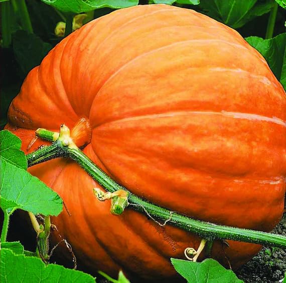 Orange Pumpkin Seeds – Heirloom, Non-GMO, High Germination Organic Garden Seeds Planting