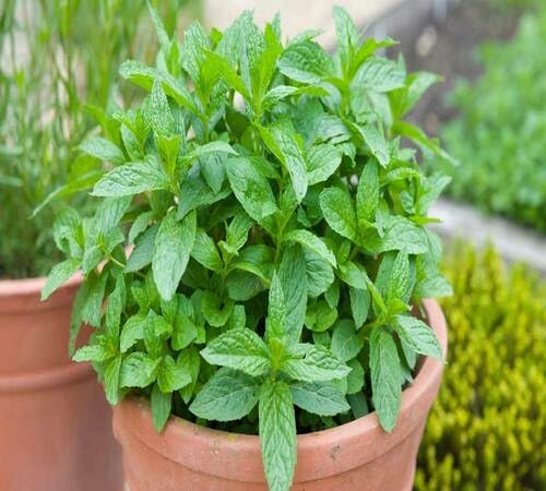 Green Mint Plant Seeds Heirloom Non-GMO High Germination Organic Garden Seeds for Planting
