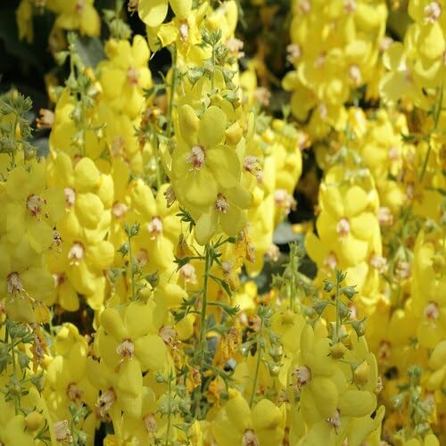 Verbascum Flower Seeds Yellow – Heirloom Non-GMO Organic Garden Seeds