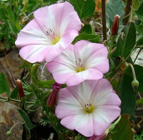 Semillas de flores de convolvulus blanco rosado - orgánicas, de reliquia, sin OMG, de alta germinación para sembrar en el jardín
