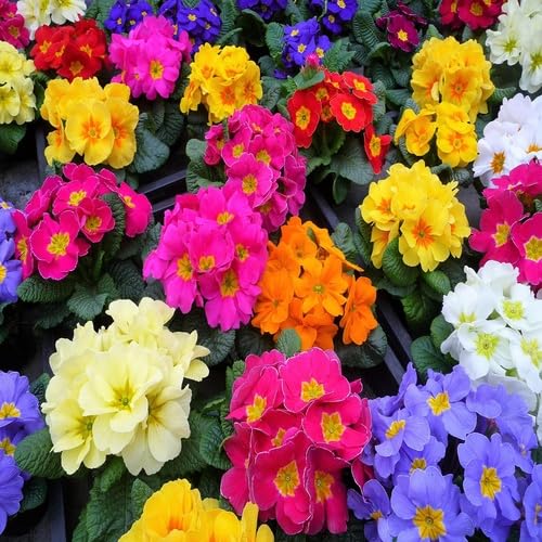 mixedprimulaflowerheirloomnongmo flower seeds
