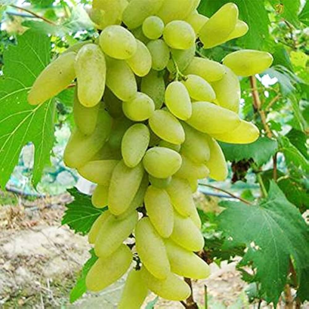 rare finger flower seeds