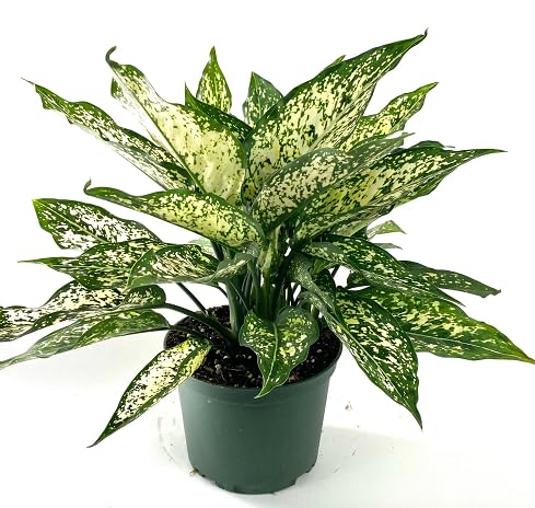 aglaonema heirloom non-gmo seeds