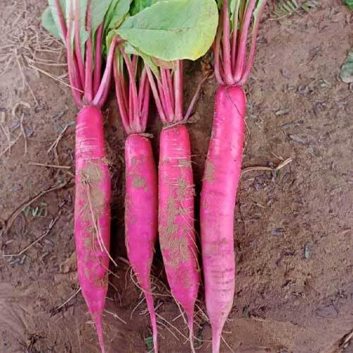 Pink Radish Seeds – Heirloom, Non-GMO, High Germination Organic Garden Seeds Planting