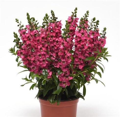 Pink Angelonia Flower Seeds for Planting – Heirloom, Non-GMO, High Germination Organic Garden Seeds