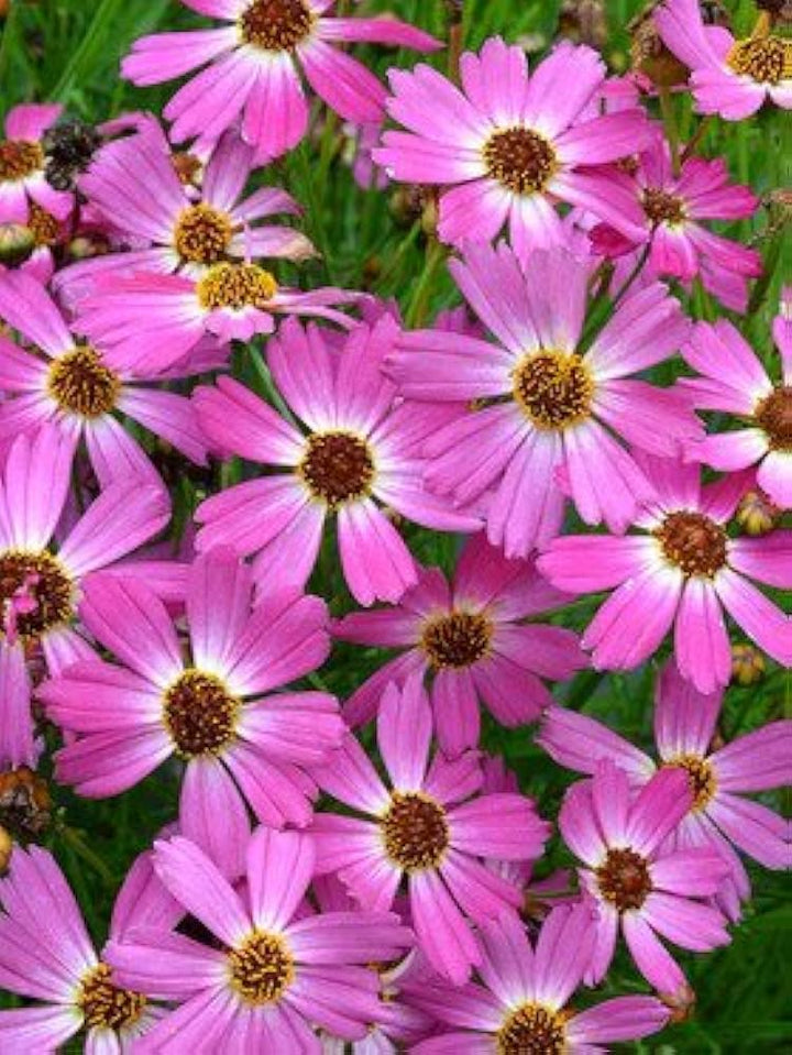 Pink Coreopsis Flower Seeds for Planting – Heirloom Non-GMO High Germination Seeds