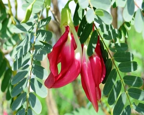 Sesbania Grandiflora Red Flower Seeds for Planting – Heirloom, Non-GMO, High Germination Organic Garden Seeds