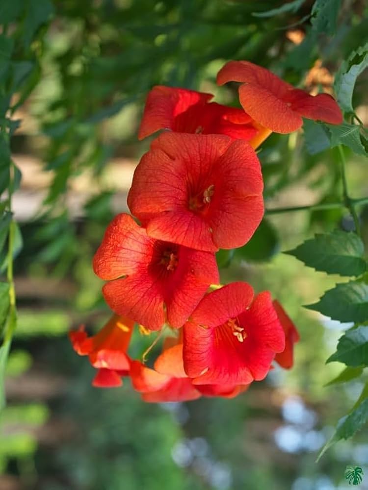 Erysimum Flower Seeds Red – Heirloom, Non-GMO, High Germination Organic Garden Seeds