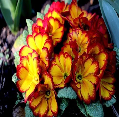 Yellow Red Primrose Flower Seeds – Heirloom, Non-GMO, High Germination Organic Seeds