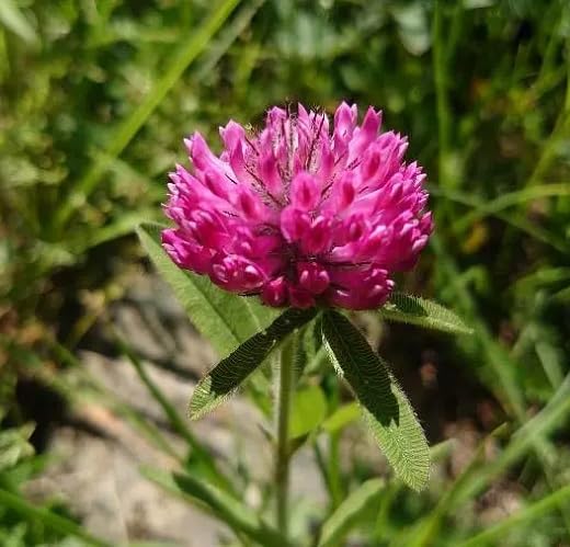 Pink Trifolium Alpestre Flower Seeds – Heirloom, Non-GMO, High Germination Organic Seeds
