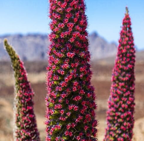 Red Tajinaste Flower Seeds Heirloom Non-GMO High Germination Organic Garden Seeds for Planting