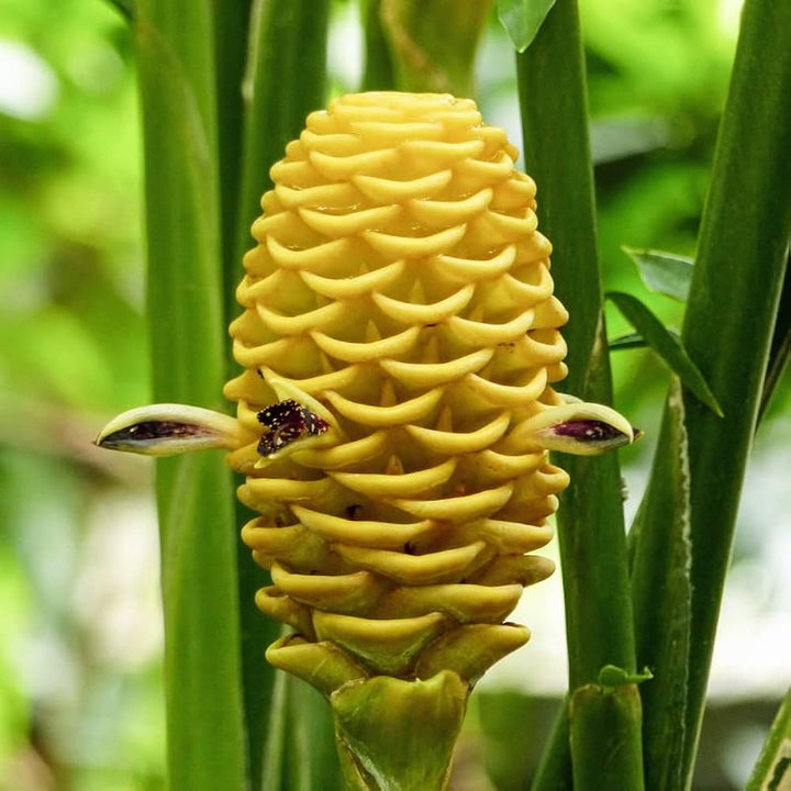 Beehive Flower Seeds for Planting – Heirloom Non-GMO High Germination Organic Garden Seeds
