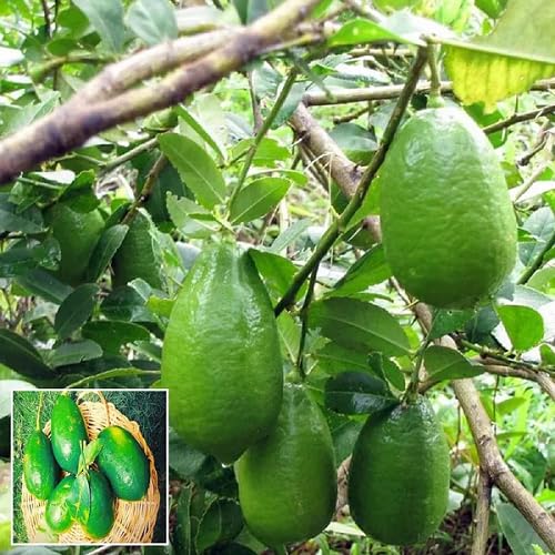 Green Gondhoraj Lemon Seeds for Planting – Heirloom Non-GMO High Germination Organic Garden Seeds