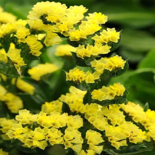 Yellow Statice Flower Seeds Heirloom Non-GMO High Germination Organic Garden Seeds