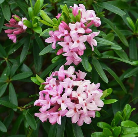 Pink Daphne Odora Flower Seeds for Planting – Heirloom Non-GMO High Germination Organic Garden Seeds