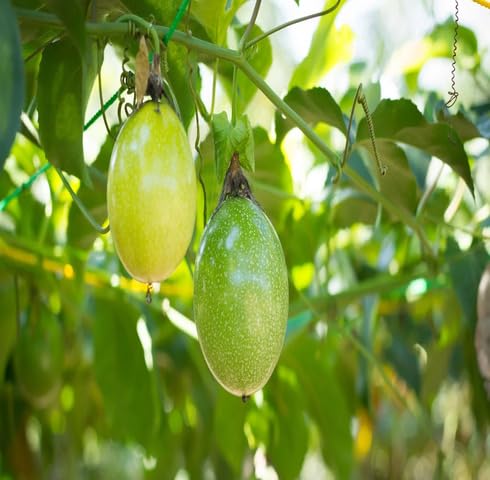 Green Passion Seeds Heirloom Non-GMO High Germination Organic Garden Seeds for Planting