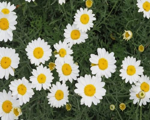 Pyrethrum Flower Seeds White Heirloom Non-GMO High Germination Organic Garden Seeds for Planting
