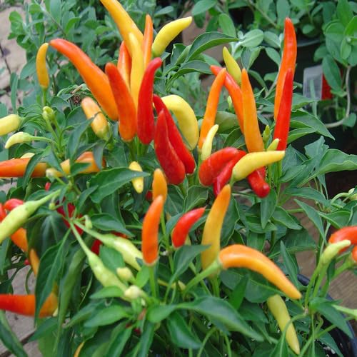 Mixed Chili Seeds – Heirloom, Non-GMO, High Germination Organic Garden Seeds Planting