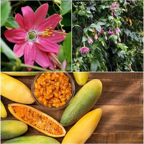 Yellow Banana Passion Seeds Heirloom Non-GMO High Germination Organic Garden Seeds for Planting
