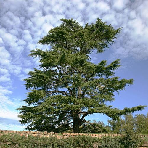 green cedar flower seeds